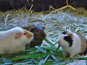 2018-11-14 Jess, Charlotte, Emily (c) Jason Grossman.jpg